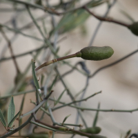 maerua_juncea5md