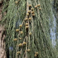 casuarina_cunninghamiana7md (Casuarina cunninghamiana)