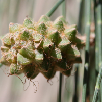 casuarina_cunninghamiana8md (Casuarina cunninghamiana)