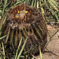 echinocactus_grusonii4md (Echinocactus grusonii)