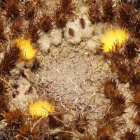 echinocactus_grusonii5md (Echinocactus grusonii)