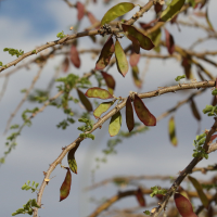 Senegalia mellifera ssp. detinens (Acacia)