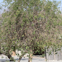 maerua_angolensis1md