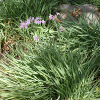 tulbaghia_violacea3md