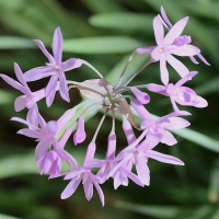 tulbaghia_violacea4md