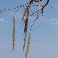 moringa_ovalifolia2md