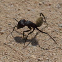 Camponotus fulvopilosus (Fourmi)