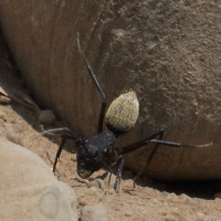 camponotus_fulvopilosus2md (Camponotus fulvopilosus)