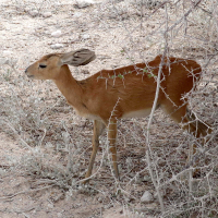 Raphicerus campestris (Steenbok)