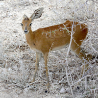 raphicerus_campestris2md