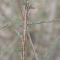 maerua_parvifolia2md