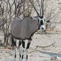 Oryx gazella (Oryx gazelle)