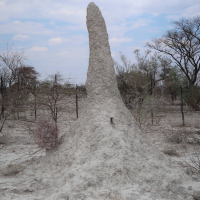 Macrotermes michaeseni (Termite)