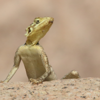 Agama planiceps (Agame (Namib Rock Agama))