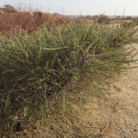 boscia_foetida3bd (Boscia foetida)