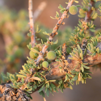 boscia_foetida4md (Boscia foetida)