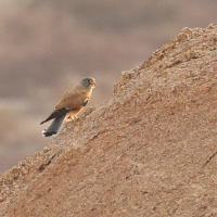 Falco rupicolus (Crécerelle des rochers)