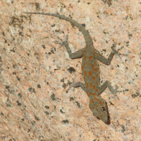 Rhoptropus boultoni (Gecko (Namib Day Gecko))