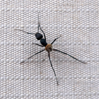 camponotus_fulvopilosus3md (Camponotus fulvopilosus)