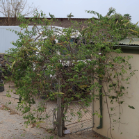 cryptostegia_grandiflora1md (Cryptostegia grandiflora)