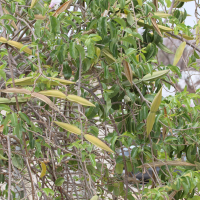 cryptostegia_grandiflora2md (Cryptostegia grandiflora)