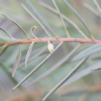 euclea_pseudebenus3md (Euclea pseudebenus)