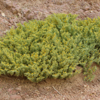 Tetraena simplex (Tetraena)