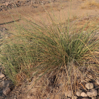 cyperus_marginatus1md