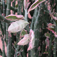 euphorbia_tithymaloides7bd