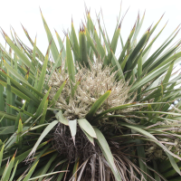 cordyline_australis9md (Cordyline australis)