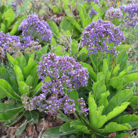 limonium_platyphyllum1md