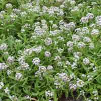 lobularia_maritima10md