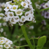 lobularia_maritima11bd