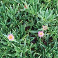 carpobrotus_edulis11md (Carpobrotus edulis)