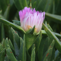 carpobrotus_edulis12md (Carpobrotus edulis)