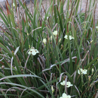 dietes_bicolor3md (Dietes bicolor)