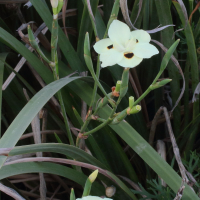 dietes_bicolor4md (Dietes bicolor)