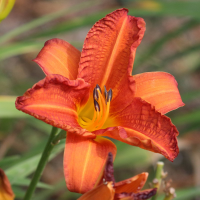 Hemerocallis fulva (Hémérocalle fauve, Lis rouge)