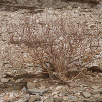 commiphora_virgata1md (Commiphora virgata)