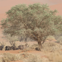 oryx_gazella3bd