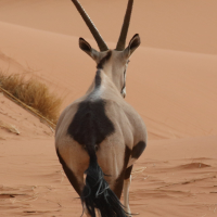 oryx_gazella4bd