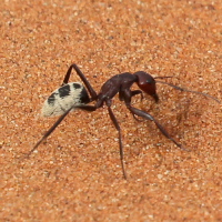 Camponotus detritus (Fourmi des dunes du désert de Namib)