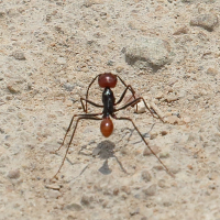 Ocymyrmex velox (Fourmi)