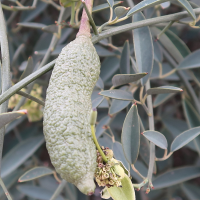 maerua_juncea7md