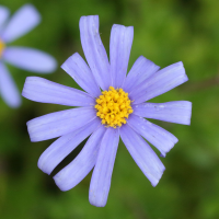 Felicia amelloides (Pâquerette bleue, Aster bleu du Cap)