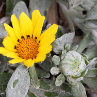 gazania_rigens6md