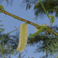 Prosopis glandulosa (Mesquite du Texas)