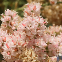 Tamarix ramosissima (Tamaris d'été)