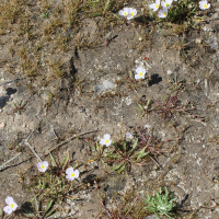 baldellia_ranunculoides6md (Baldellia ranunculoides)