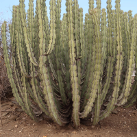 euphorbia_virosa2md